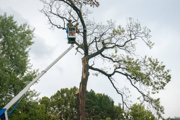 Trusted Mountainhome, PA Tree Care Services Experts